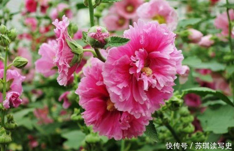 易爆|4种花让人爱不释手,花多易爆盆,花期超半年