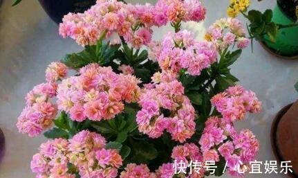 养长寿花,就用“它”,用一次管1年,叶子油绿,花还多,好用!