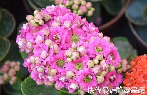 新手|3种花，现在养一盆正当时，叶油绿开花美，新手也能轻松驾驭！