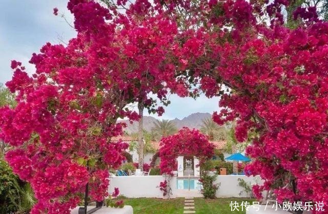 这几种花观赏性强爱开花，花期长花量大，养在家里赏花好