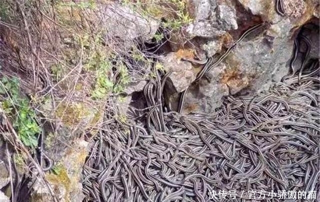 始末|中国1983年蛇灾是怎么回事？揭秘关于1983年中国蛇灾始末