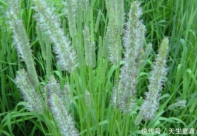  家里面|顽强的猫尾巴草，一个小草在我们的家里也是不错的盆栽，看看吧