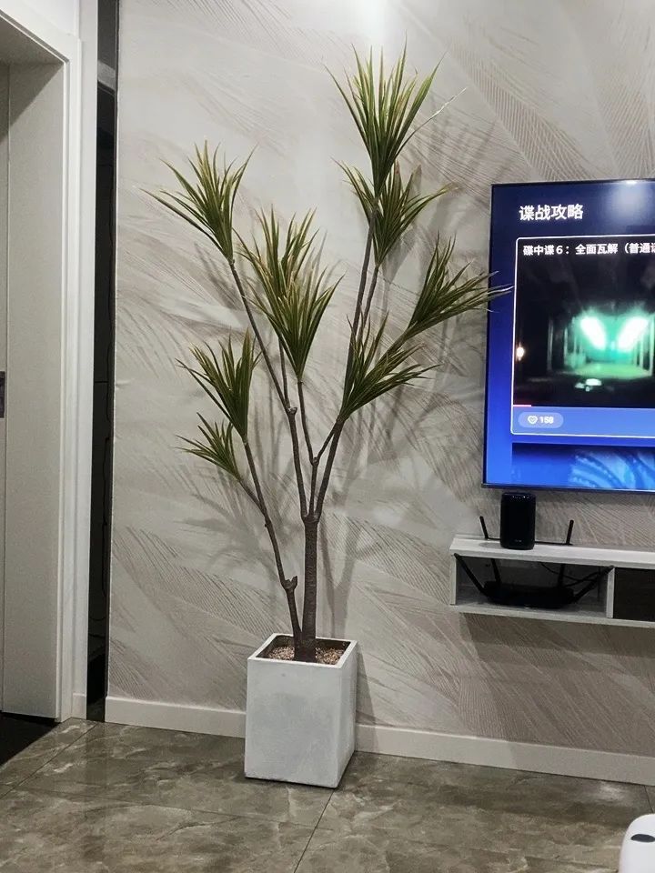 千年木|哪些可以提升空间质感的绿植?这10种绿植摆在家里,空间很有气质