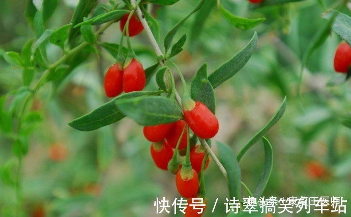 泡水|枸杞到底生吃好,还是泡水喝好?很多人都搞错了,不妨来了解下