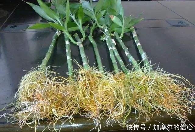 花生壳|4种垃圾家家都有，垫在花盆里，半年长出白菜根早看少吃亏