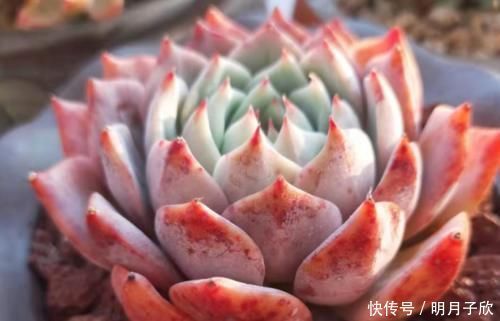 侧芽|想要多肉棱镜爆盆?那我们做好这几点,它很快就能达到爆盆状态了