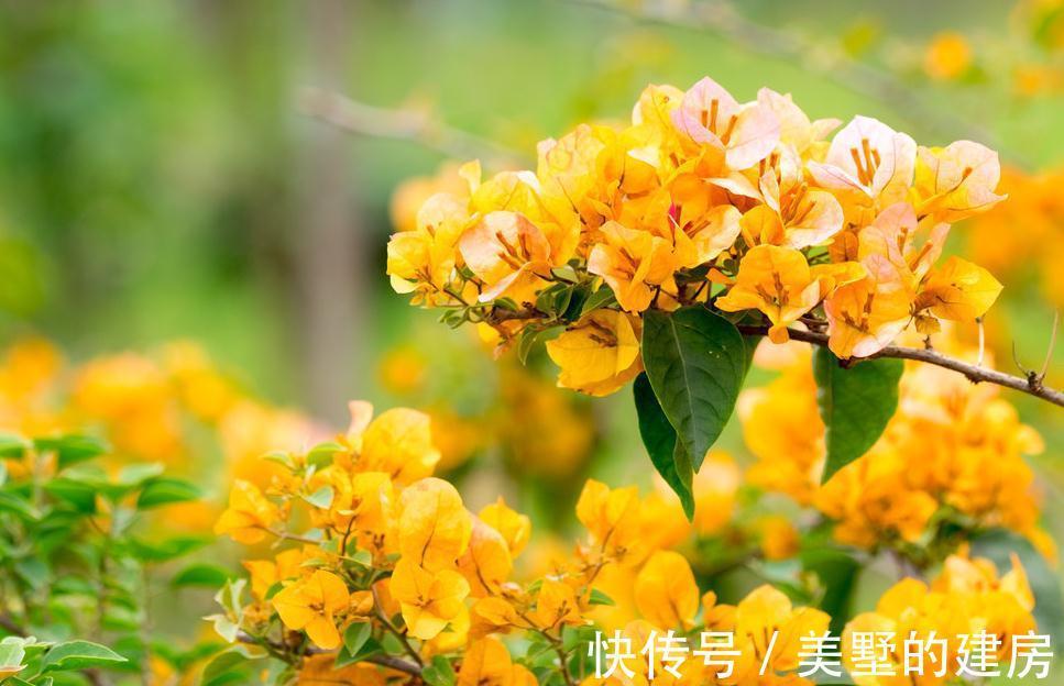 三角梅|三角梅小苗买回家，这样缓苗操作，不出半年就爆花