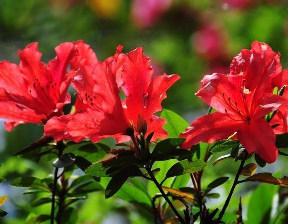 养此款花卉,福旺运旺财更旺,财运爆发,事业风生水起