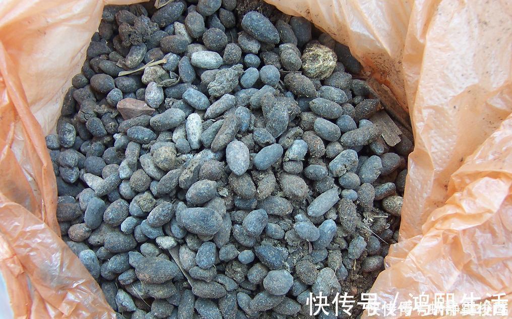 残花梗|月季开完花,这样一处理,2周以后花芽“嘟嘟冒”,花朵开爆