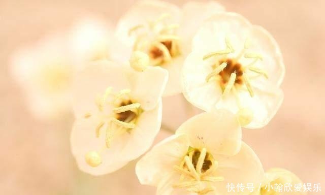 年少不懂张爱玲, 读懂已是不惑年