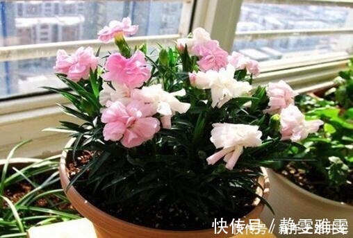 养花|养花就养1盆它，种子撒盆里，1周发芽，开花多，从春开到秋！