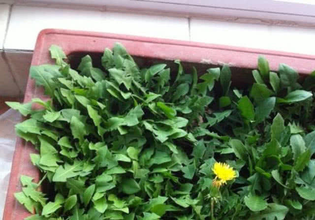 蒲公英根|此种野草,人称“尿床草”,一身都是宝,采一棵盆栽好看又好吃