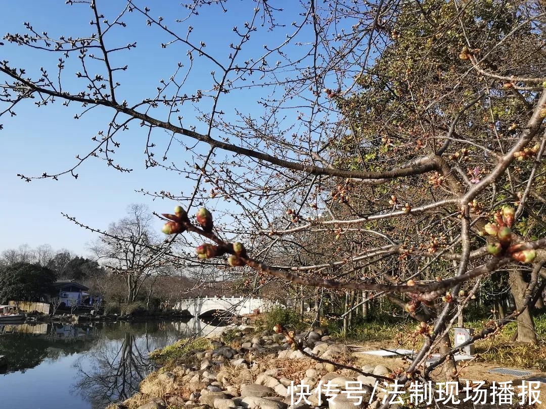 绽放|今年上海第一波樱花将何时绽放?河津樱预计晚到几日但很灿烂