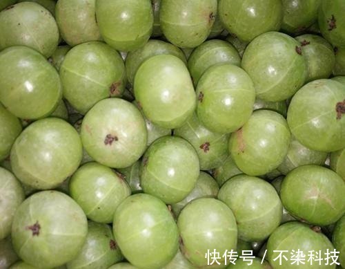 柠檬靠边站，它们是维C之王，好吃价值高，打理还简单，一起看看！