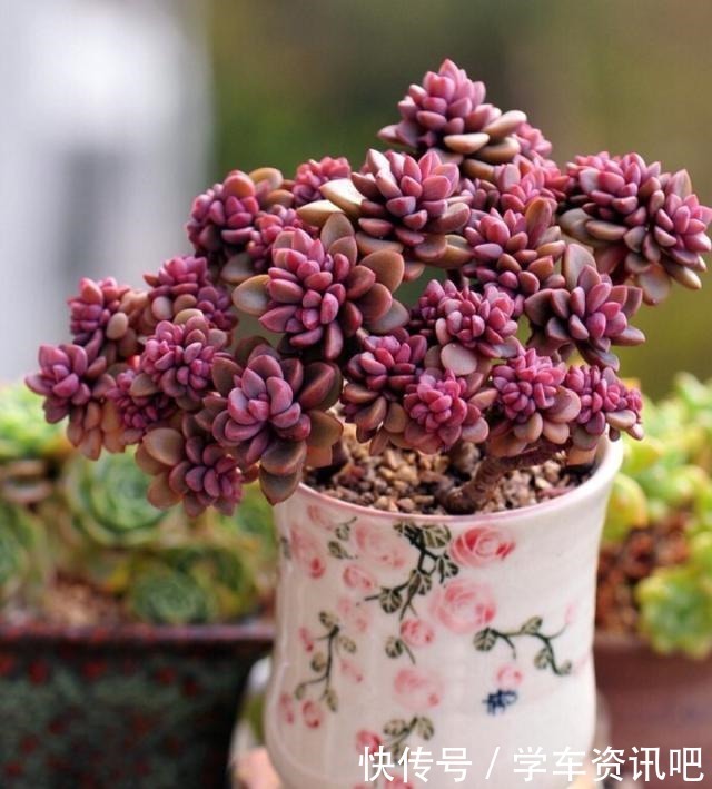 多肉度夏怎么浇水，放哪里养，教你“2招”，顺利度夏，又肥又美！