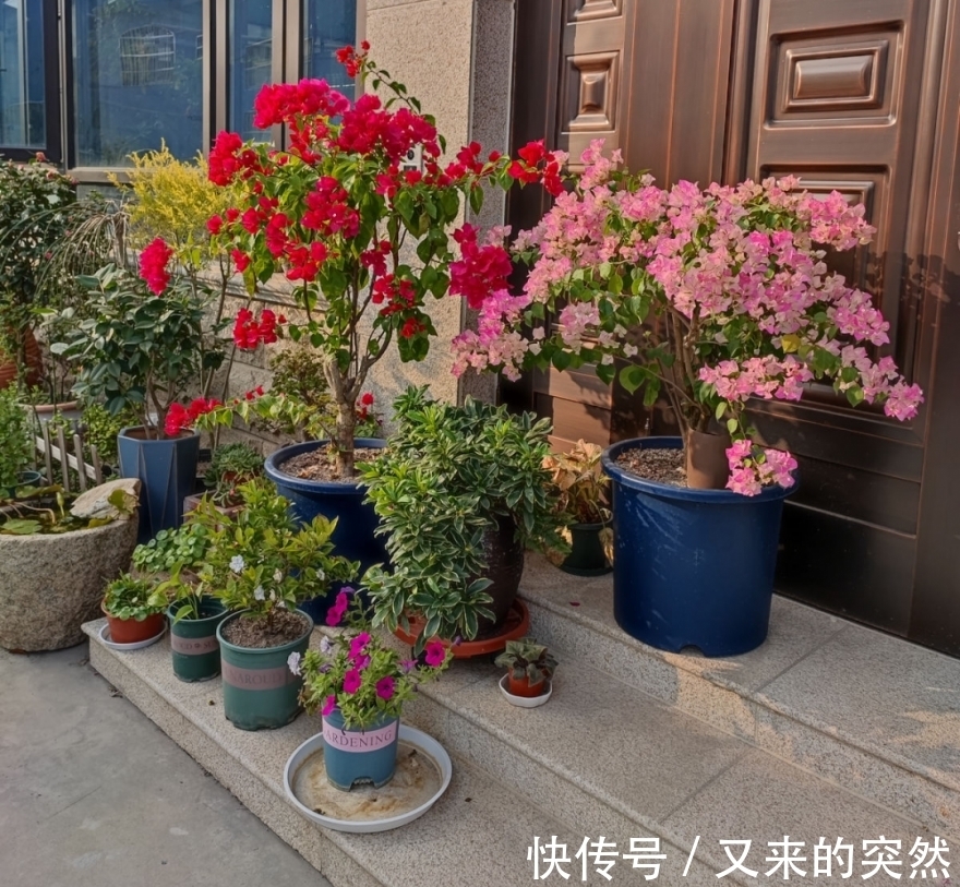 入冬修剪，这9种花，剪错不开花、杆子会枯死