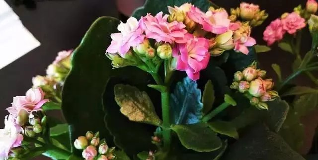 长寿花长花苞后该怎么养？你真的知道吗？可别弄错了哦！