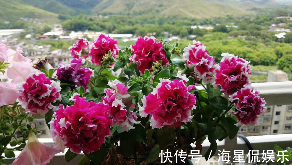 强健|新手养花选这种，好养易活，花美似牡丹，全年开花不停，值得入手