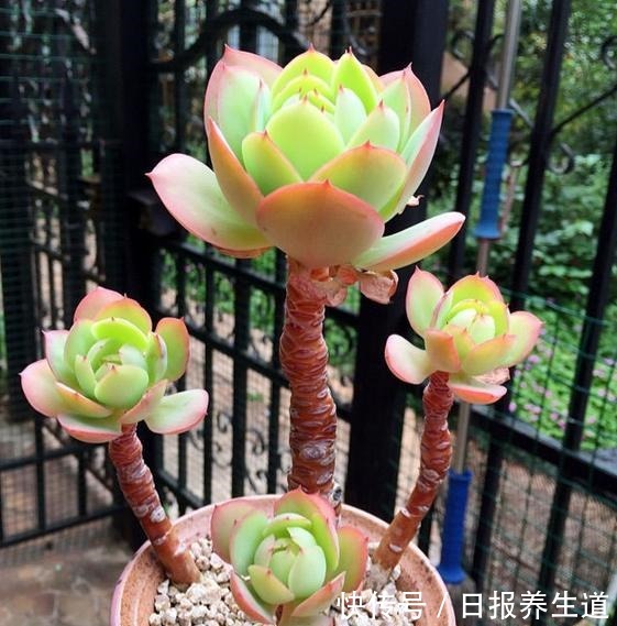 懂多肉碧桃的花友,都是这么养碧桃,难怪碧桃挺拔,叶色又黄又透!