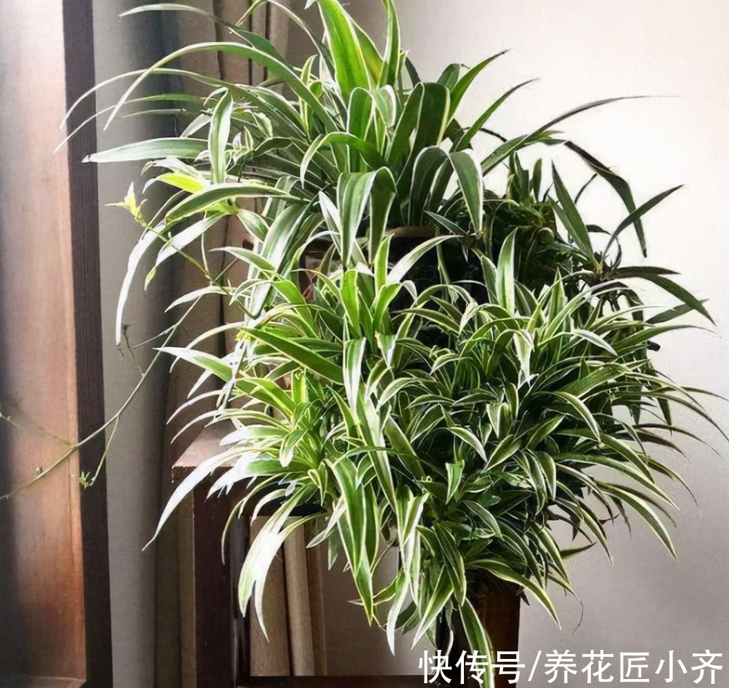 13种“耐阴”花,家里采光差,选它就对了,养好爆盆很轻松