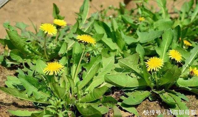 蒲公英泡水喝有讲究，四大好处和三大禁忌一定要了解