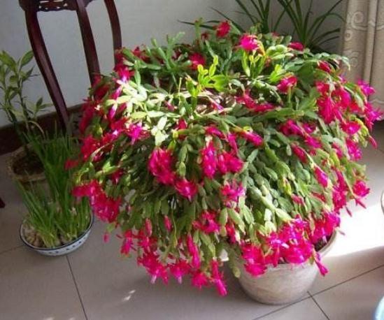 蟹爪兰“剪一剪”，花芽又能“蹿满枝”，半月不到，开成花瀑布