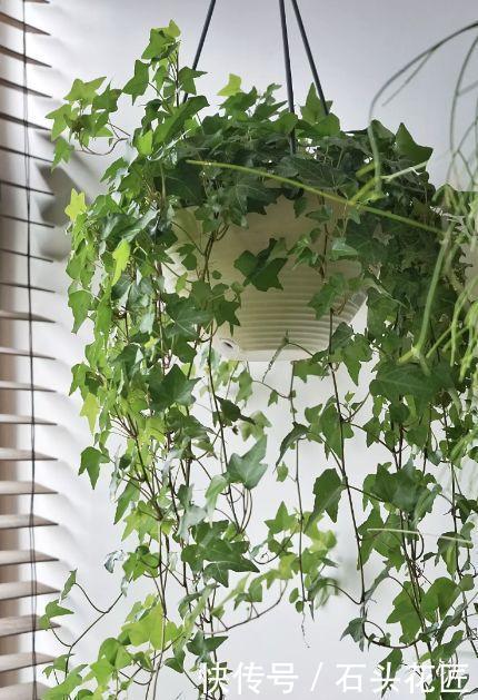 搬新家之前，一定要养“这6种花”，除“甲醛”效果好