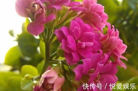 家养|家养长寿花总是难开花记住这些小细节,轻松花开爆满盆