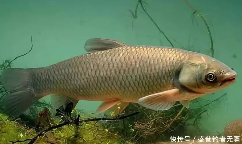 三种草鱼钓法,不仅钓法不同,用饵和思路上另有篇章——盛世三渔