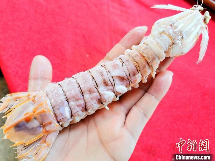 侨乡|南海开渔后会“濑尿”的虾在广东侨乡台山备受青睐