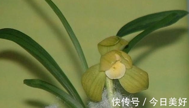 孤品|千万级别的天价孤品荷瓣兰，为何受追捧？如今还能见到吗？