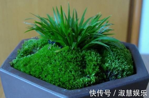 巧媳妇在家养了这种绿植盆栽,满屋子都是香味,出门连香水都不用喷