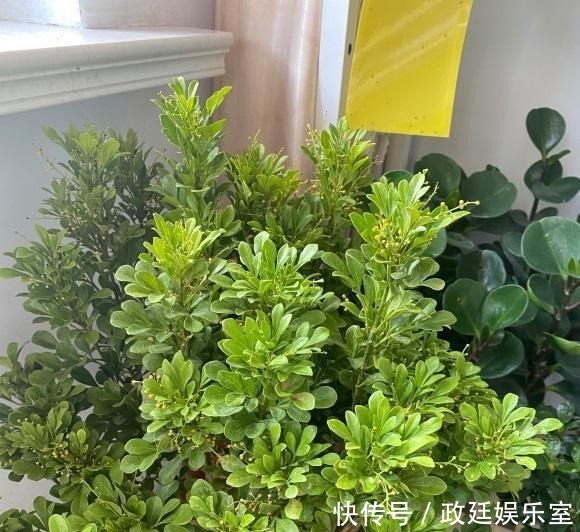 米兰花怎么养?腐殖土配松针,多晒太阳,放在客厅就能开花