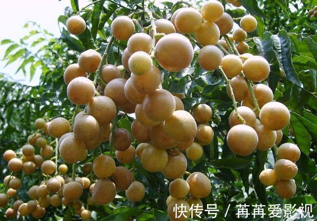 黄皮果|立秋后，晚上当零食吃两个，口不干了，嗓子舒服了，还能降血压