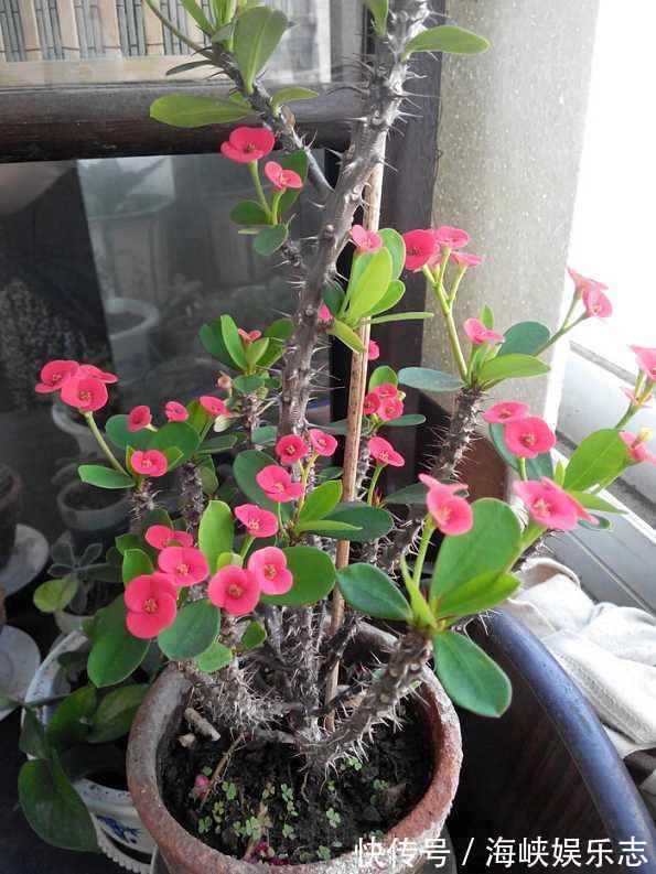 3种花，宁可扔了，也别在室内养护，个个有危险