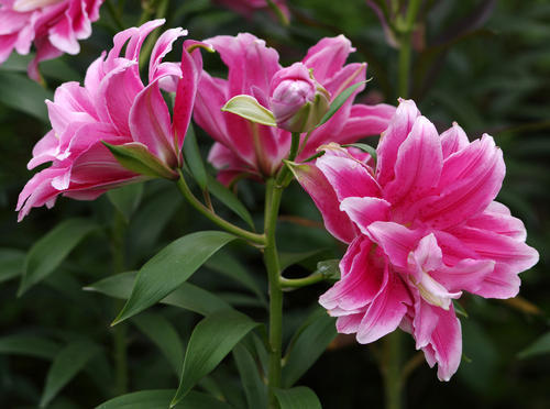 她养了1种花,开花漂亮,香味浓郁,老远就能闻到香!