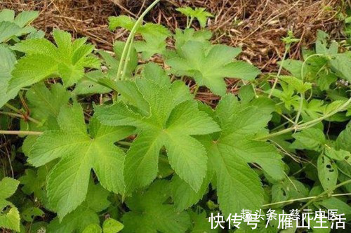 五爪草|农村山里这野草,人称“五爪草”,是民间的一味草药