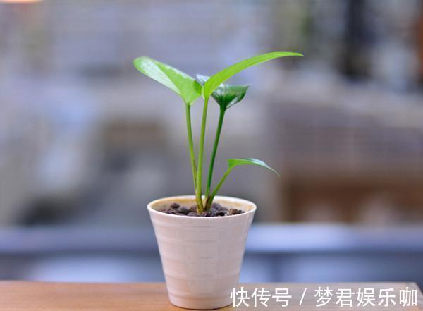 浇水|空油桶不要扔,在上面插两根吸管,放在阳台上,全家人都要抢着用