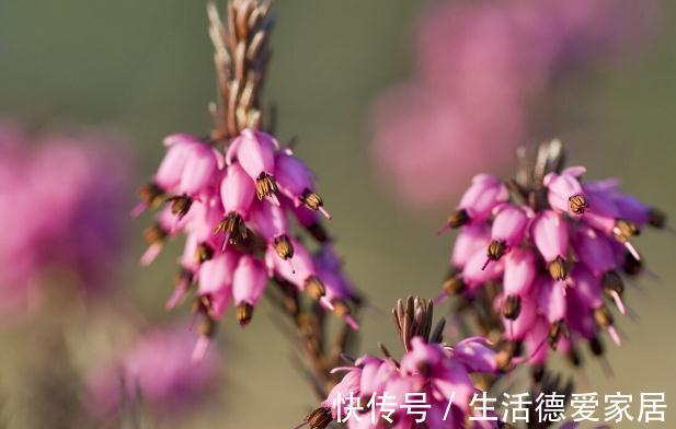 0度以下能开花的10种花草，最适合秋冬季节养，你家有没有？