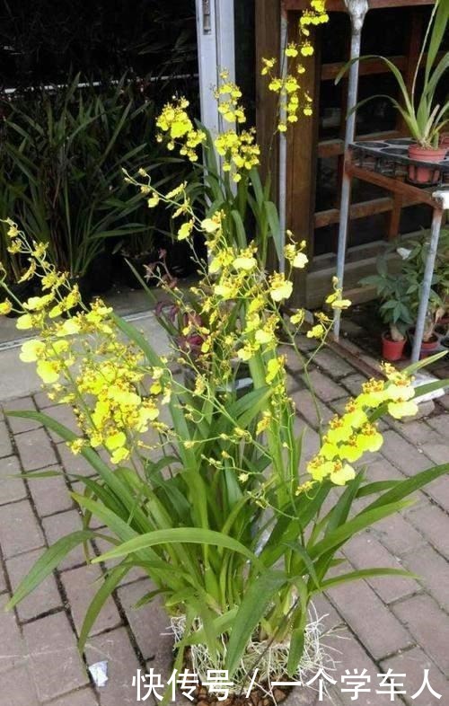 家里没阳台也能养花,这3种花不用晒太阳照常开花!