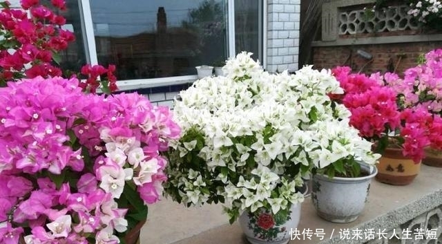 长春花|六月逛花市,看到几种便宜花,喜欢的可以入手,超级爱开花