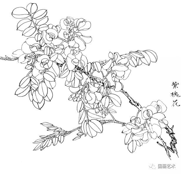  白描|花卉白描图谱选页分享