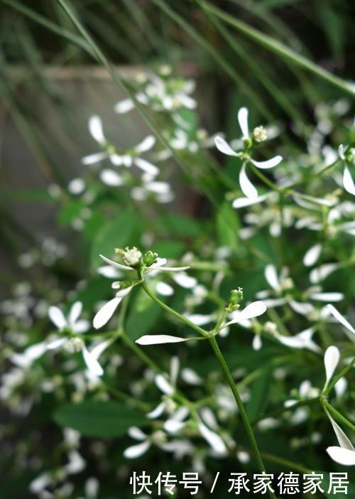 天使|这4种花是冬天的天使,冰天雪地里也能开花,一片生机盎然的样子