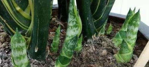 虎皮兰黄叶盆里放一勺“肥”，每片叶子绿油油，芽多叶多挤满盆