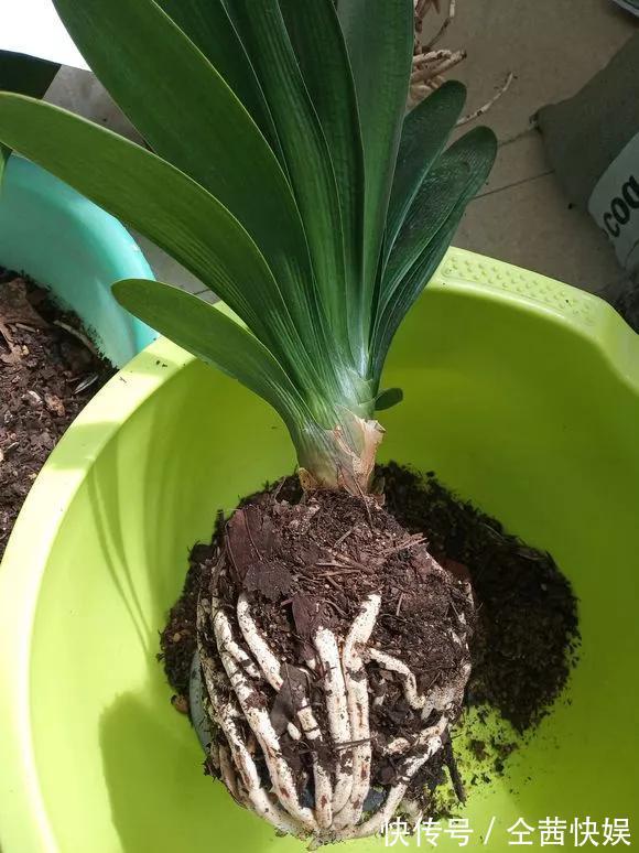 发财树|养花技巧6种花须用小盆“挤着养”,控水好、长得旺!