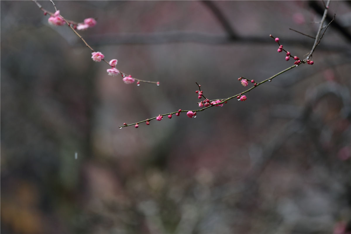 梅花|5A级景区——开化根宫佛国文化旅游区的千年梅花开啦！等你来寻芳~