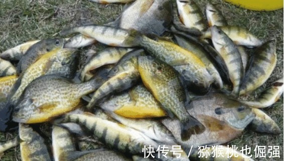 太阳鱼入侵南方多地，比罗非鱼更厉害，却有致命弱点：刺少肉嫩