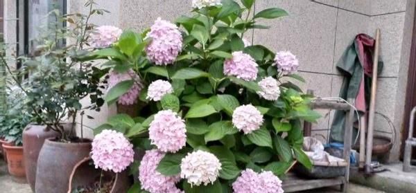 春天养殖绣球花，这么照顾小苗，开花劲头比老苗大