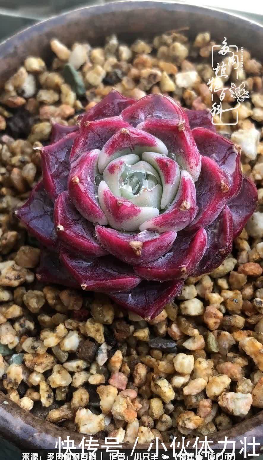 多肉,似星辰大海般的璀璨!