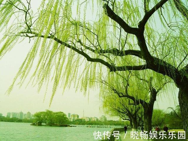 柳树@“盗墓贼”的一项不成文规矩:倘若看到墓旁边有柳树,需转身就走